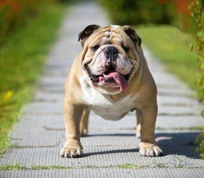 bulldog, fallow, color, Philo-Kuon” Bulldog standard, Samuel Wickens