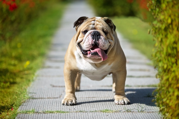 bulldog, fallow, color, Philo-Kuon” Bulldog standard, Samuel Wickens