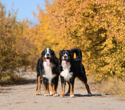 Bernese Mountain Dog, buck, Felix and Frances,Glen Shadow,Isaac Schliess