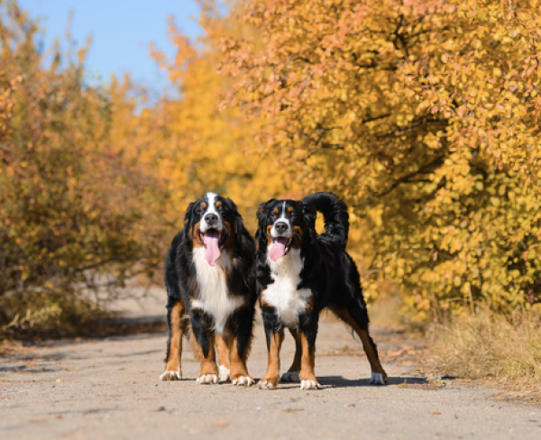 Bernese Mountain Dog, buck, Felix and Frances,Glen Shadow,Isaac Schliess