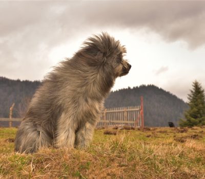 Romanian Mioritic Shepherd Dog, Carpathian, Bucovina Shepherd Dogs, Magic hair, legend, folk tale, LGD, Romanian White Shepherd dogs