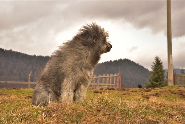 Romanian Mioritic Shepherd Dog, Carpathian, Bucovina Shepherd Dogs, Magic hair, legend, folk tale, LGD, Romanian White Shepherd dogs