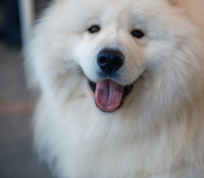 labial commissures, commissures, Samoyed, Sammy Smile, Belgian Malinois, terms, mouth, lips