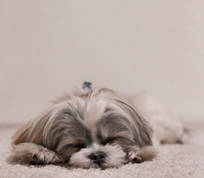 Shih Tzu, lion dog, standard,General Douglas Brownrigg, Lady Mona Brownrigg