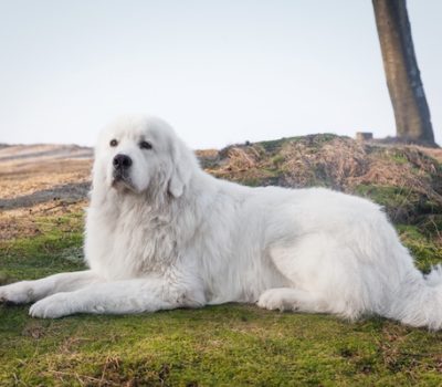 Polish Tatra Sheepdog, Podhalan, Polish Lowland Sheepdog,Polski Owczarek Nizinny,Large Münsterländer, Small Münsterländer, Tatra Shepherd Dog, Polish Mountain Sheepdog
