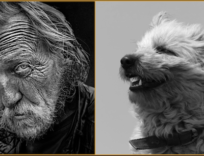 rough-faced, coat, Pyr Shep, Pyr Shep, Pyrenean Shepherd, windswept, fringe