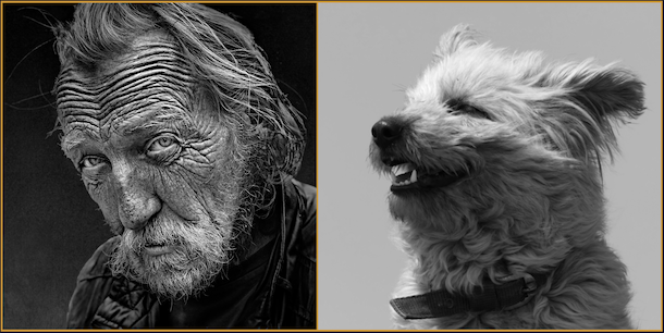 rough-faced, coat, Pyr Shep, Pyr Shep, Pyrenean Shepherd, windswept, fringe