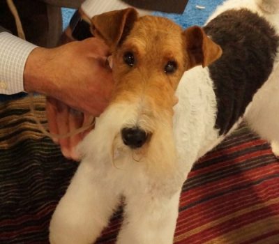 terms, phrase, One-Piece Dog, Mr. Potato Head,English Cocker Spaniel, Wire Fox Terrier, German Shepherd Dog