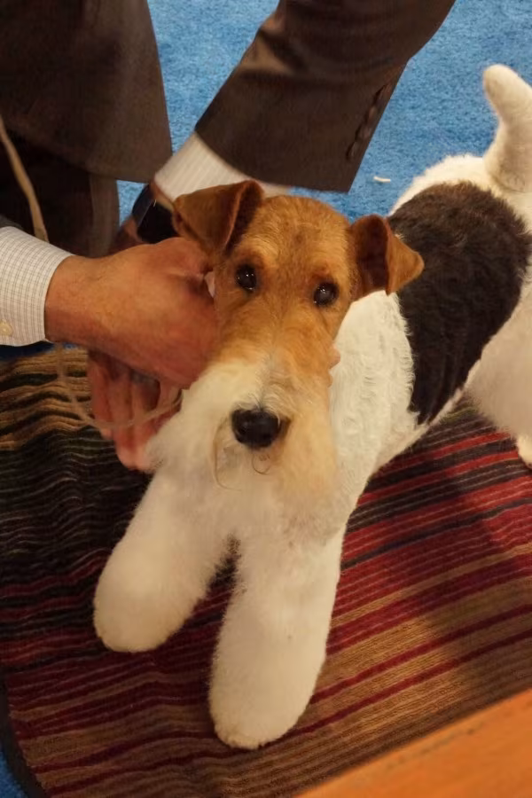 terms, phrase, One-Piece Dog, Mr. Potato Head,English Cocker Spaniel, Wire Fox Terrier, German Shepherd Dog