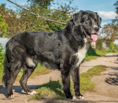 Tuvan Shepherd Dog, Kadartchy Yt, Tuvinskaya Ovcharka, Tuvinian guard, Tuvan Dog