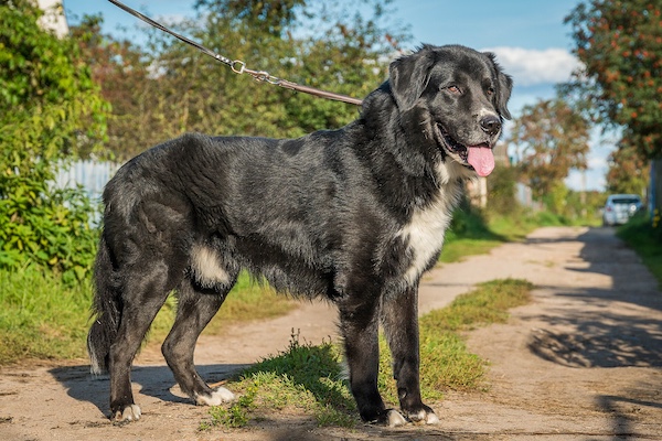 Tuvan Shepherd Dog, Kadartchy Yt, Tuvinskaya Ovcharka, Tuvinian guard, Tuvan Dog