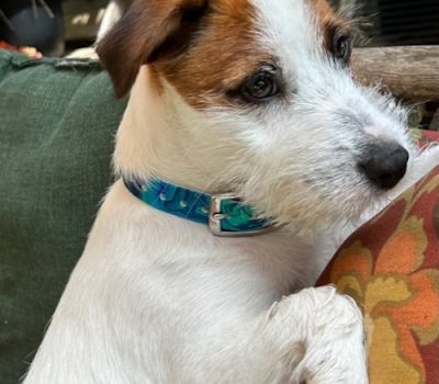 Russell Terrier, chest, spanning, CD,