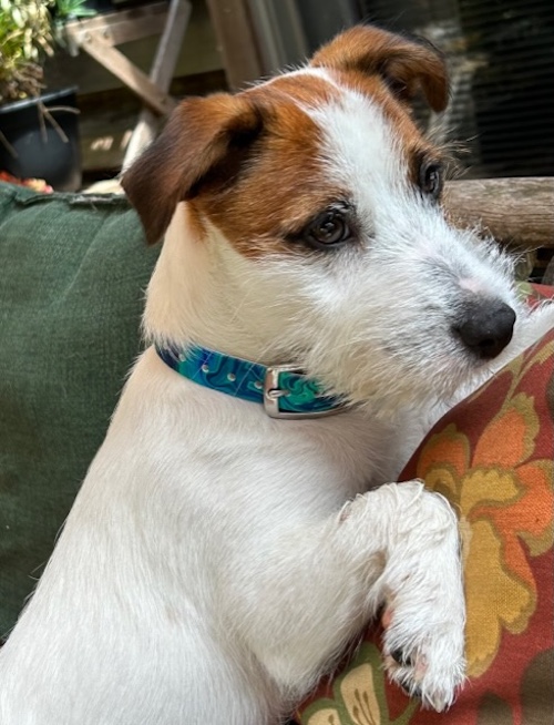Russell Terrier, chest, spanning, CD,