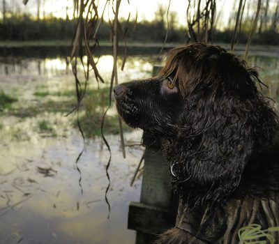 Boykin Spaniel, haint, haint blue, South Carolina,Gullah Geechee,