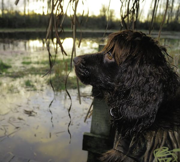 Boykin Spaniel, haint, haint blue, South Carolina,Gullah Geechee,