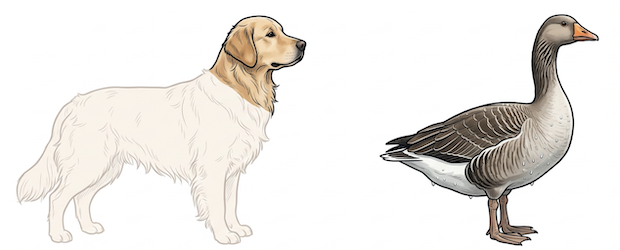 Golden Retriever, head