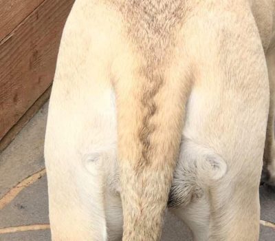 Bullmastiff, chevron, tail, coati