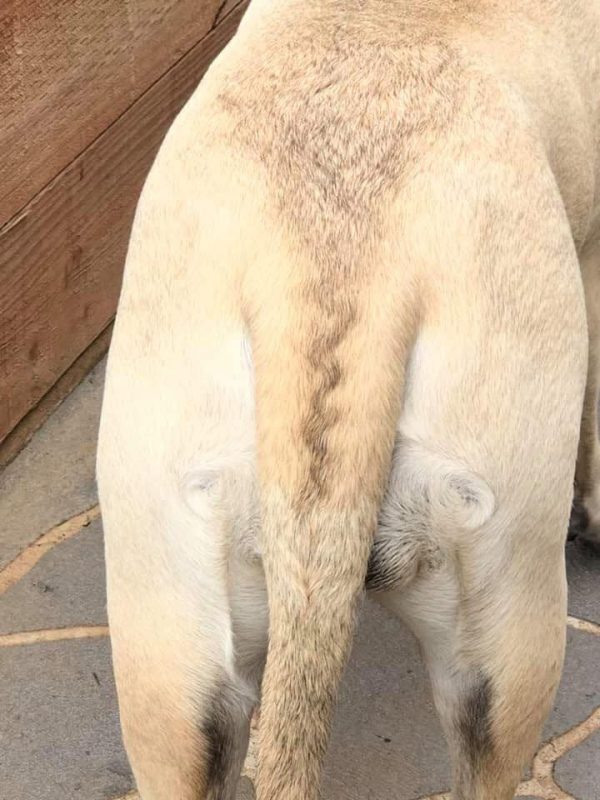 Bullmastiff, chevron, tail, coati