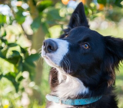 Jaakko L. O. Pohjoismäki,Russo-European Laika,Finnish Spitz, Nordic Spitz, Karelian Bear Dog,Utchak Sheepdog