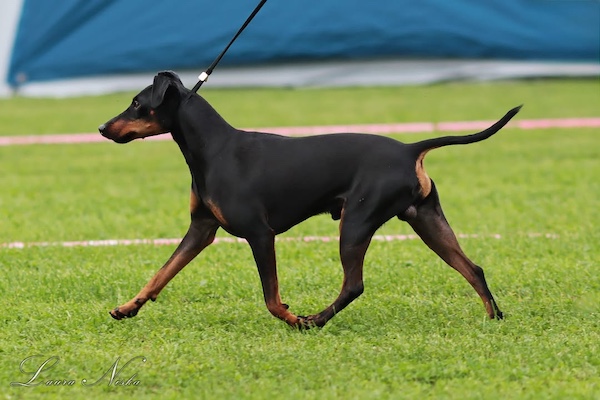 Manchester Terrier, arch, back, roach back, topline