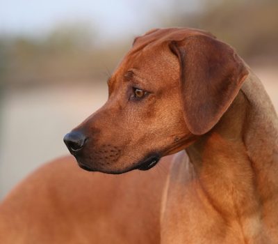 Rhodesian Ridgeback,Cornelius  van Rooyen, ridge, Steekbaard,Boerhond, Vuilbaard