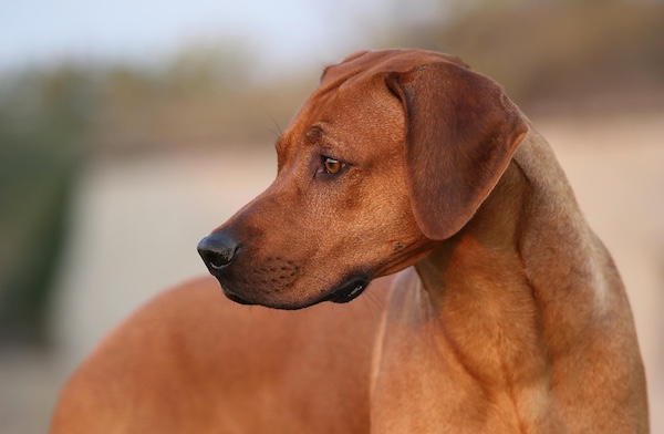 Rhodesian Ridgeback,Cornelius  van Rooyen, ridge, Steekbaard,Boerhond, Vuilbaard