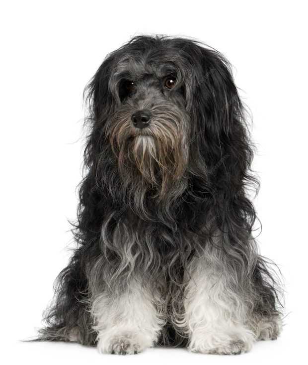 Lion Cut, lion clip, Löwchen