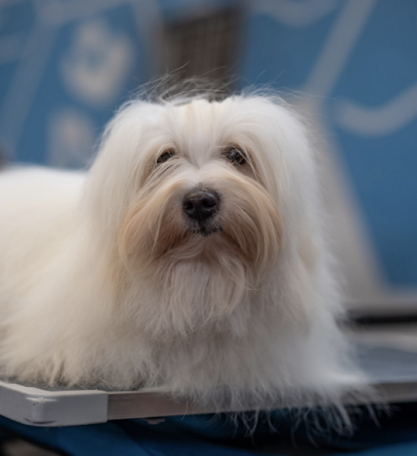 Lowchen, lion clip, lion cut