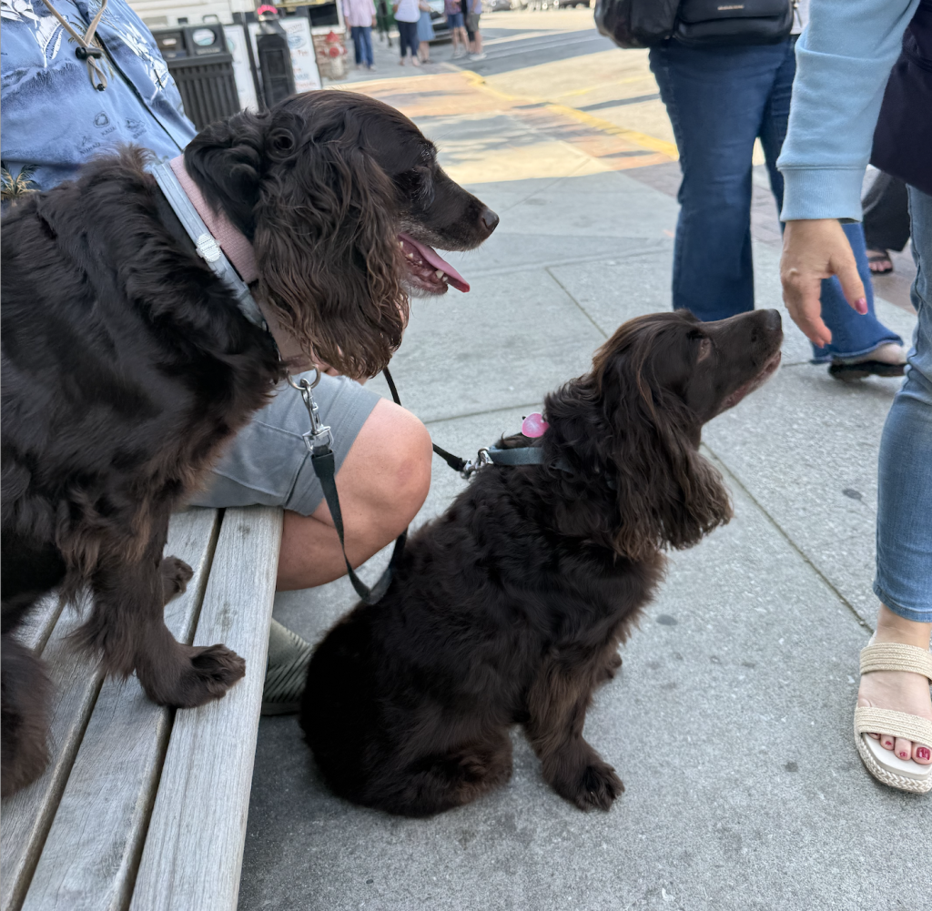  Boykin Spaniel, haint, haint blue, South Carolina,Gullah Geechee, 