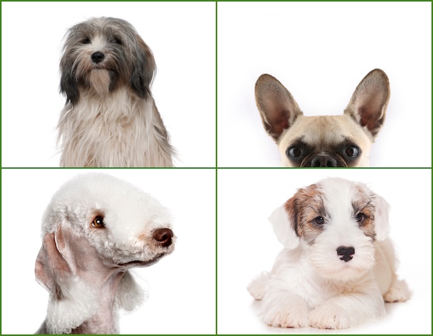 French Bulldog, Sealyham Terrier, Bedlington Terrier, Tibetan Terrier, petite Boule, Frenchie, legs,