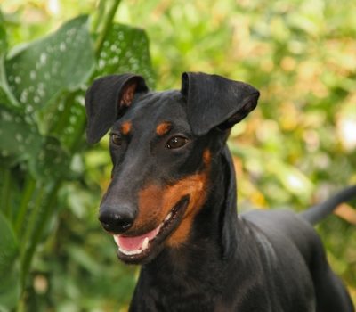 Manchester Terrier, arch, back, roach back, topline