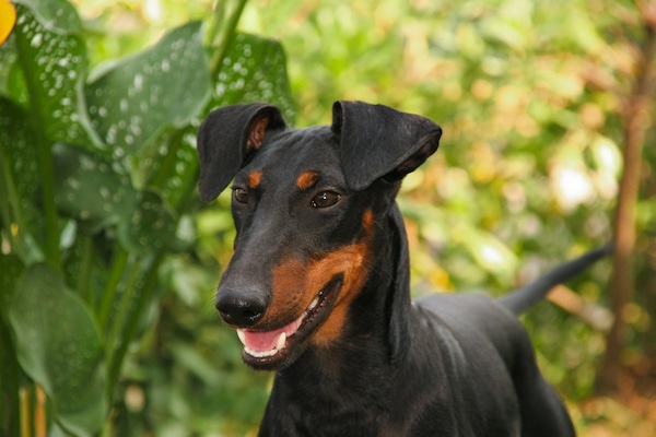 Manchester Terrier, arch, back, roach back, topline