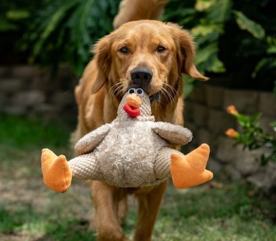 Golden Retriever, head