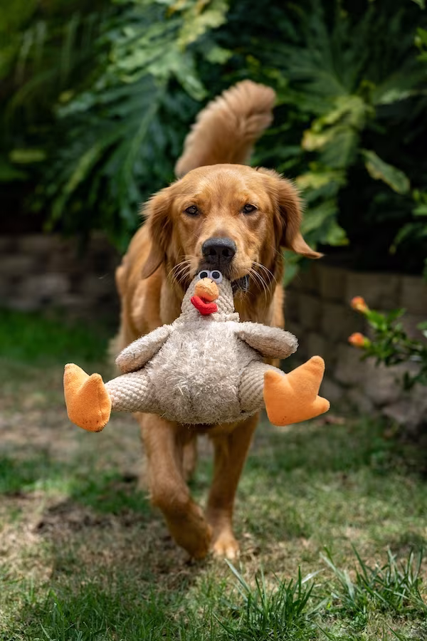 Golden Retriever, head