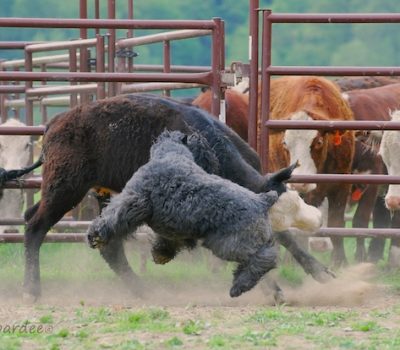 Bouvier des Flandres, thigh, muscles,