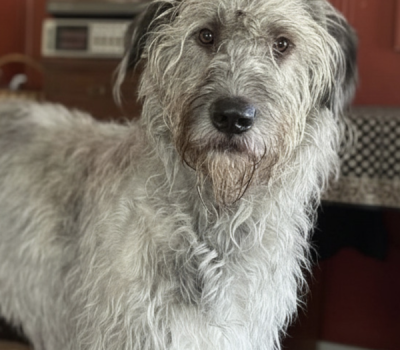 Irish Wolfhound, standard, Quintus Aurelius Symmachus, Captain George Augustus Graham,