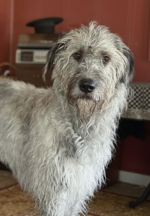 Irish Wolfhound, standard, Quintus Aurelius Symmachus, Captain George Augustus Graham,