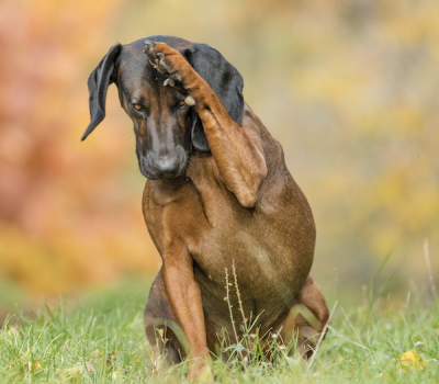 Bavarian Mountain Scent Hound
