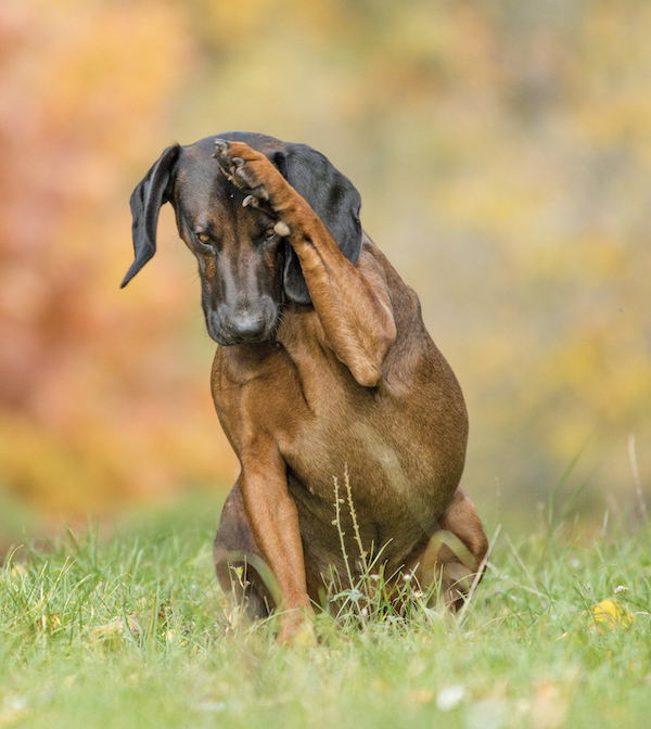 Bavarian Mountain Scent Hound