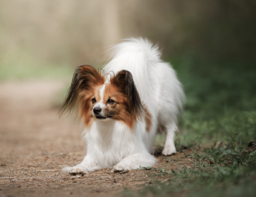 Papillon, Continental Toy Spaniel, Titian Spaniel, Royal Toy Spaniel, Dwarf Spaniel, Squirrel Spaniel, tail, plume