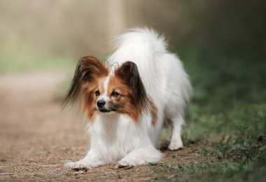 Papillon, Continental Toy Spaniel, Titian Spaniel, Royal Toy Spaniel, Dwarf Spaniel, Squirrel Spaniel, tail, plume