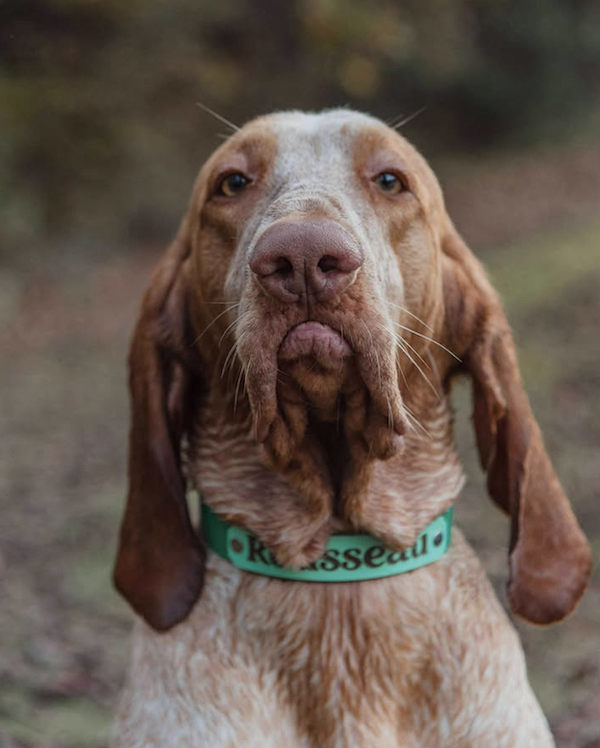 Bracco Italiano, Italian Pointer