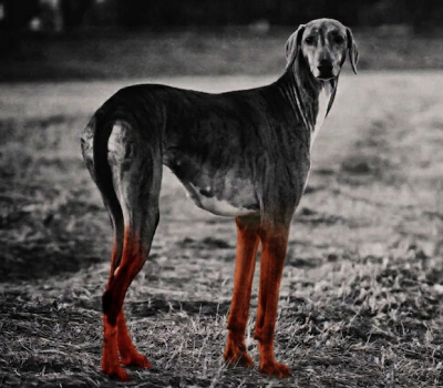 henna, sighthound, saluki, history