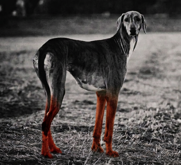 henna, sighthound, saluki, history
