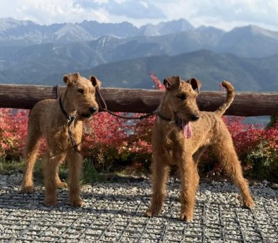 Irish Terrier, poem, Fidelity, William Wordsworth, Charles Gough