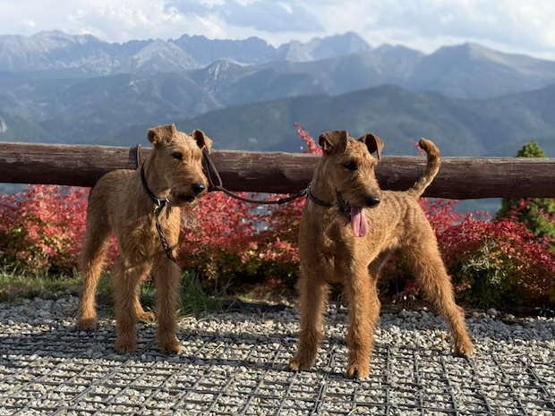 Irish Terrier, poem, Fidelity, William Wordsworth, Charles Gough