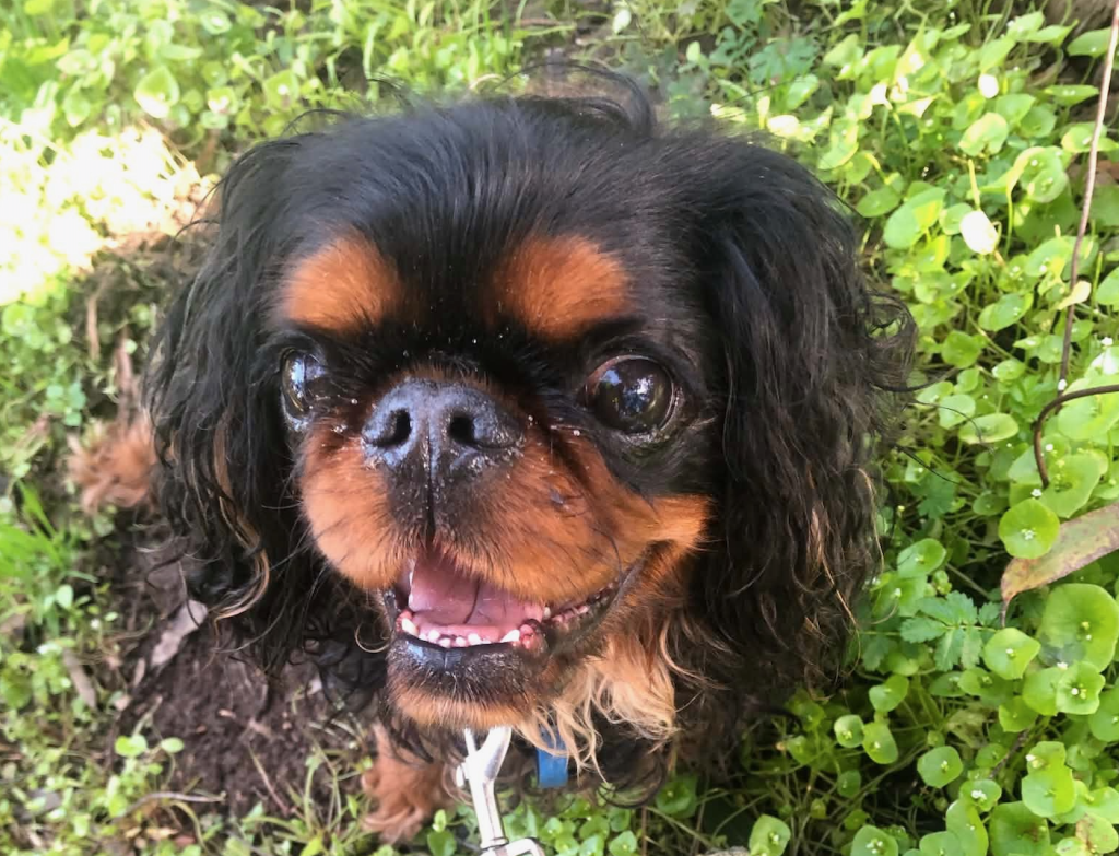 pyrame paw, pyrame, Fused, paws, toes, English Toy Spaniel, Princess Henrietta, Louise de Keroualle, King Charles Spaniel, Georges‑Louis Leclerc, Comte de Buffon