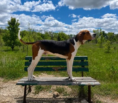 Treeing Walker Coonhound, color,