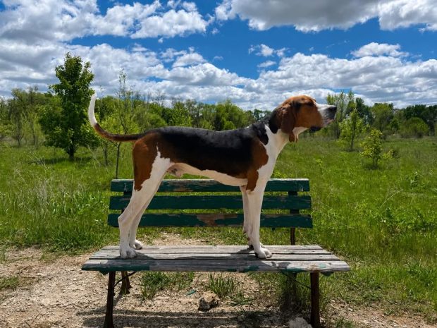 Treeing Walker Coonhound, color,