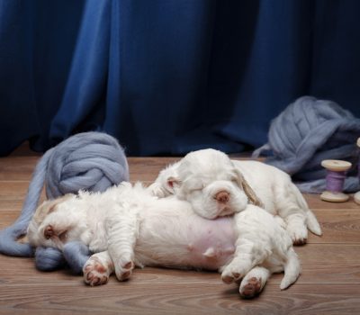 Clumber Spaniel,Henry Fiennes Pelham‑Clinton,Duke of Portland, Earl Spencer, George Foljambe of Osberton